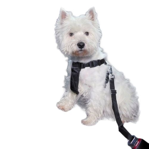 Cinturon De Seguridad Brakko Para Auto