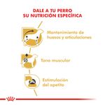 Pouch-Royal-Canin-para-Dachshund-Adulto-85-Gr