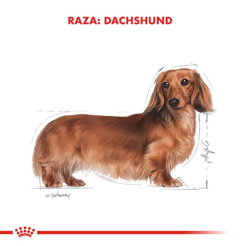 Pouch-Royal-Canin-para-Dachshund-Adulto-85-Gr