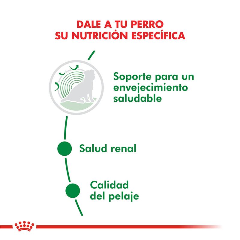 Pouch-Royal-Canin-para-Perro-Mini-Ageing-12--85-Gr