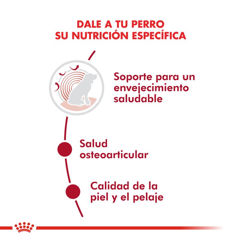 Alimento-Royal-Canin-para-Perro-Medium-Adulto-Ageing--10-15-Kg-foto-3.jpg