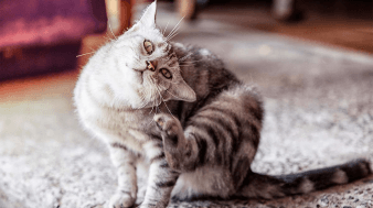alergias-en-nuestros-gatos