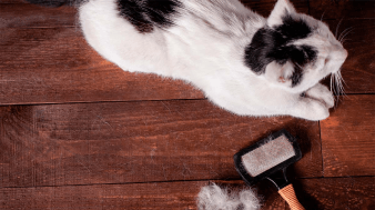 caida-de-pelo-en-gatos