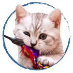 categoria-gato-accesorios