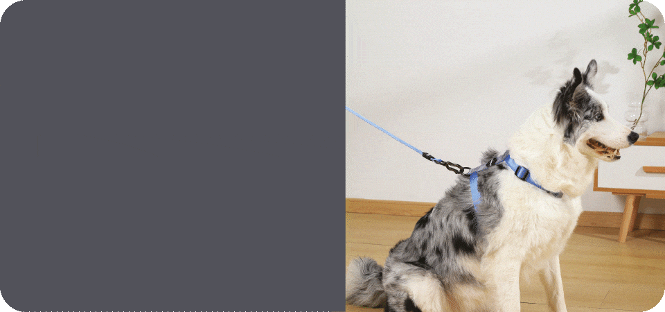 Banner first