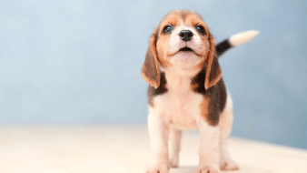4-De-cachorros-a-adultos-como-lograr-la-transicion-en-su-alimento