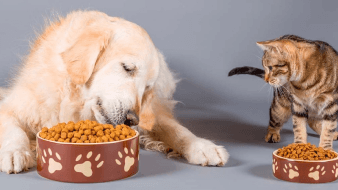 cambiarle-el-alimento-nuestras-mascotas