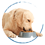 /categoria-perros-alimentos