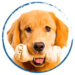 /categorias-perros-snacks