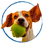 /categoria/perros/accesorios