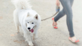 paseo-a-tu-perro-sin-estres