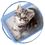 categoría-gato-piedras-y-arena